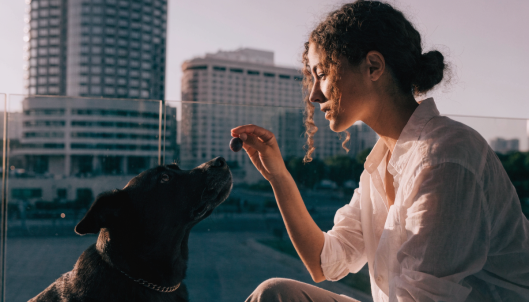 dog vaccination and checkup Dubai
