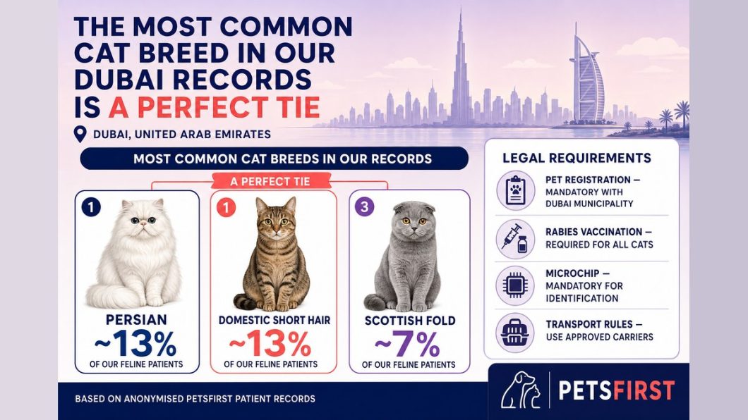 Infographic: Persian and Domestic Short Hair cats are tied at about 13% of PetsFirst feline patients each; Scottish Fold third at about 7%