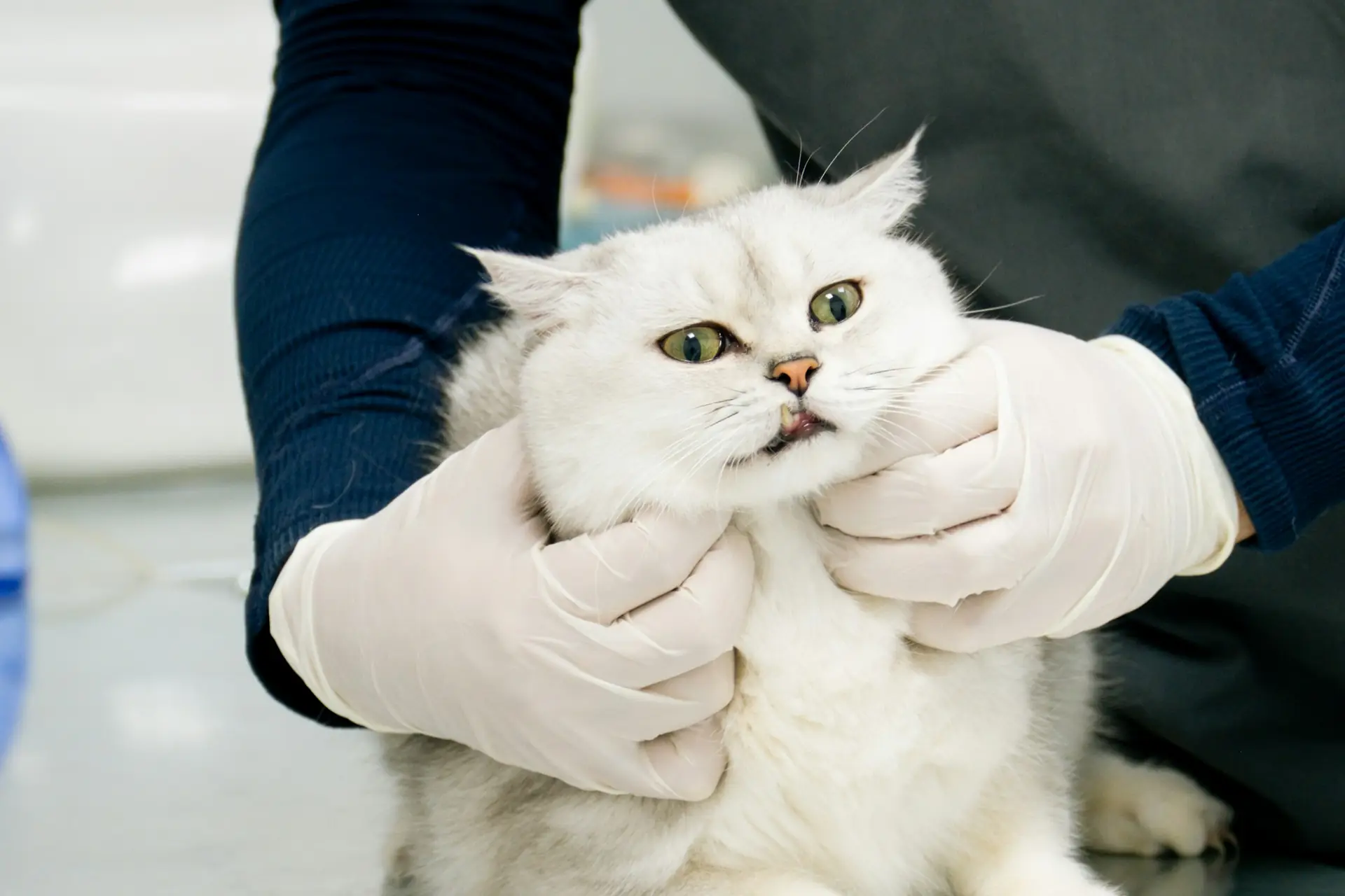 A vet in gloves examining a white cat on a clinic table