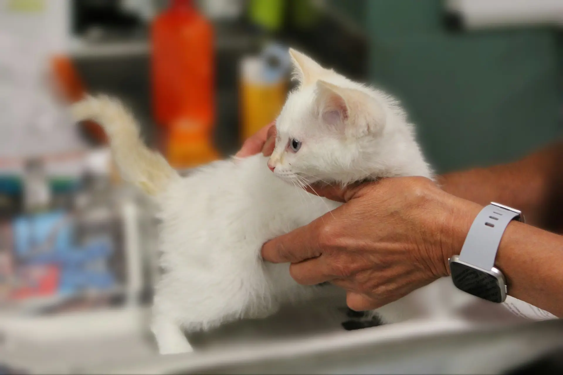 A vet holding a white kitten on an examination table