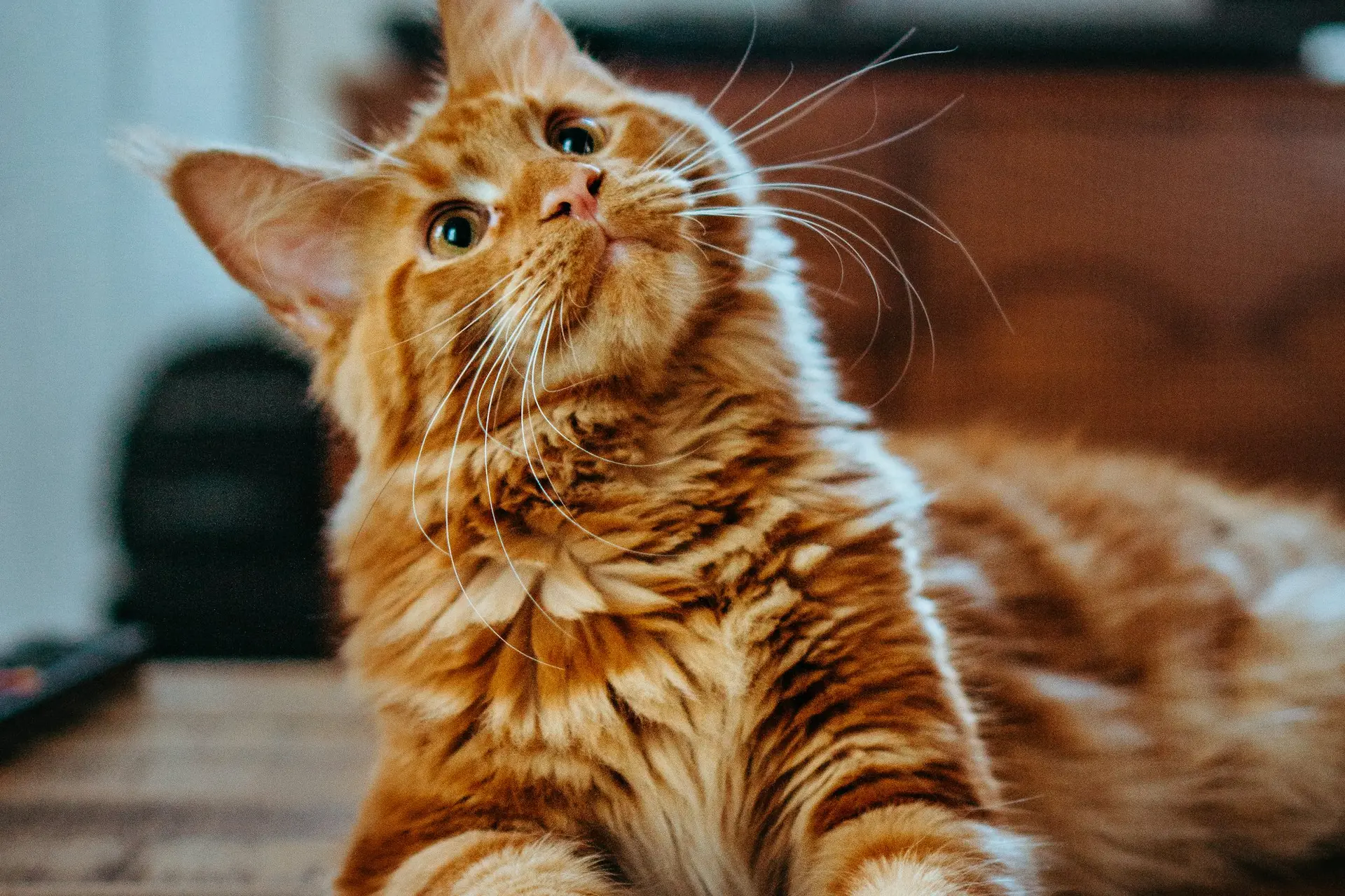 A long-haired ginger cat with a well-groomed coat after a groom at PetsFirst Dubai