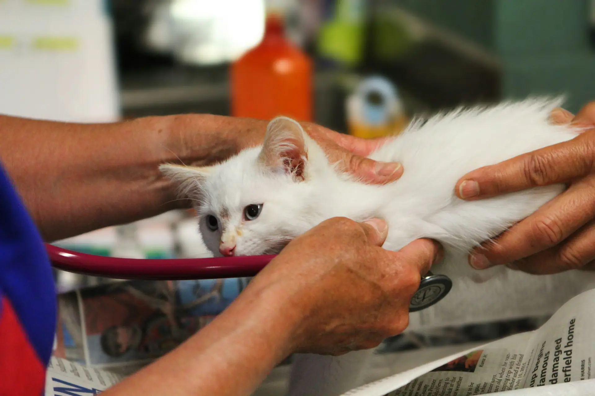 A vet checking a white kitten with a stethoscope