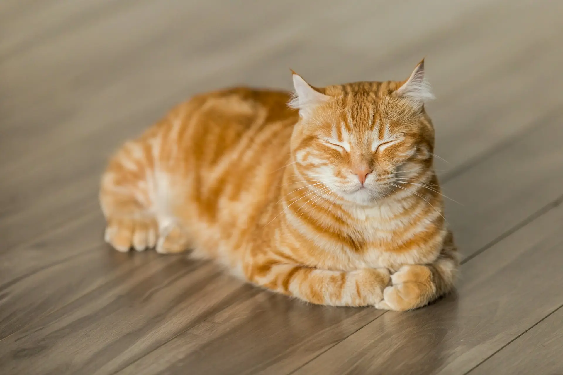 A relaxed ginger cat resting at home after being neutered at PetsFirst Dubai