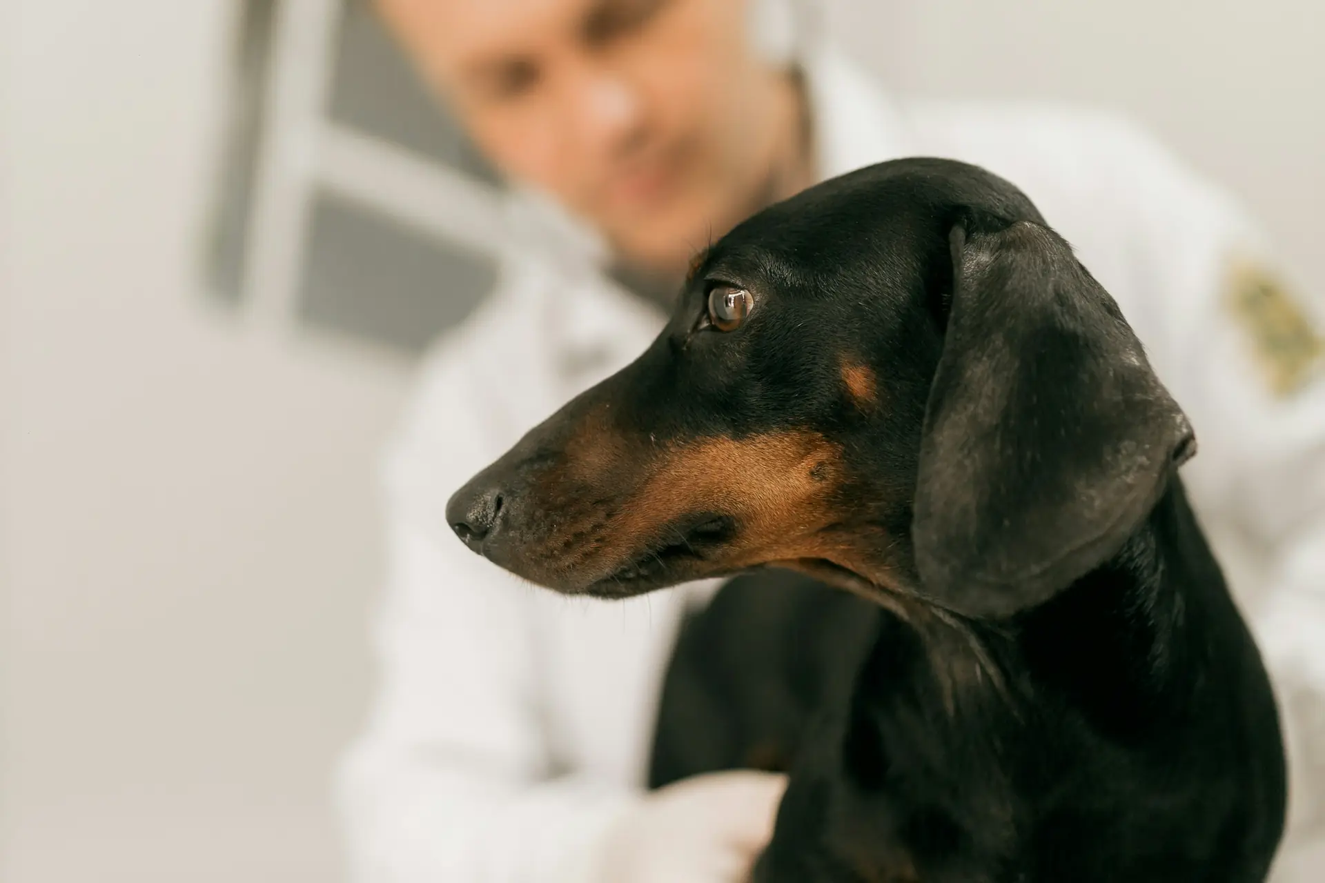 A vet examining a black and tan dachshund
