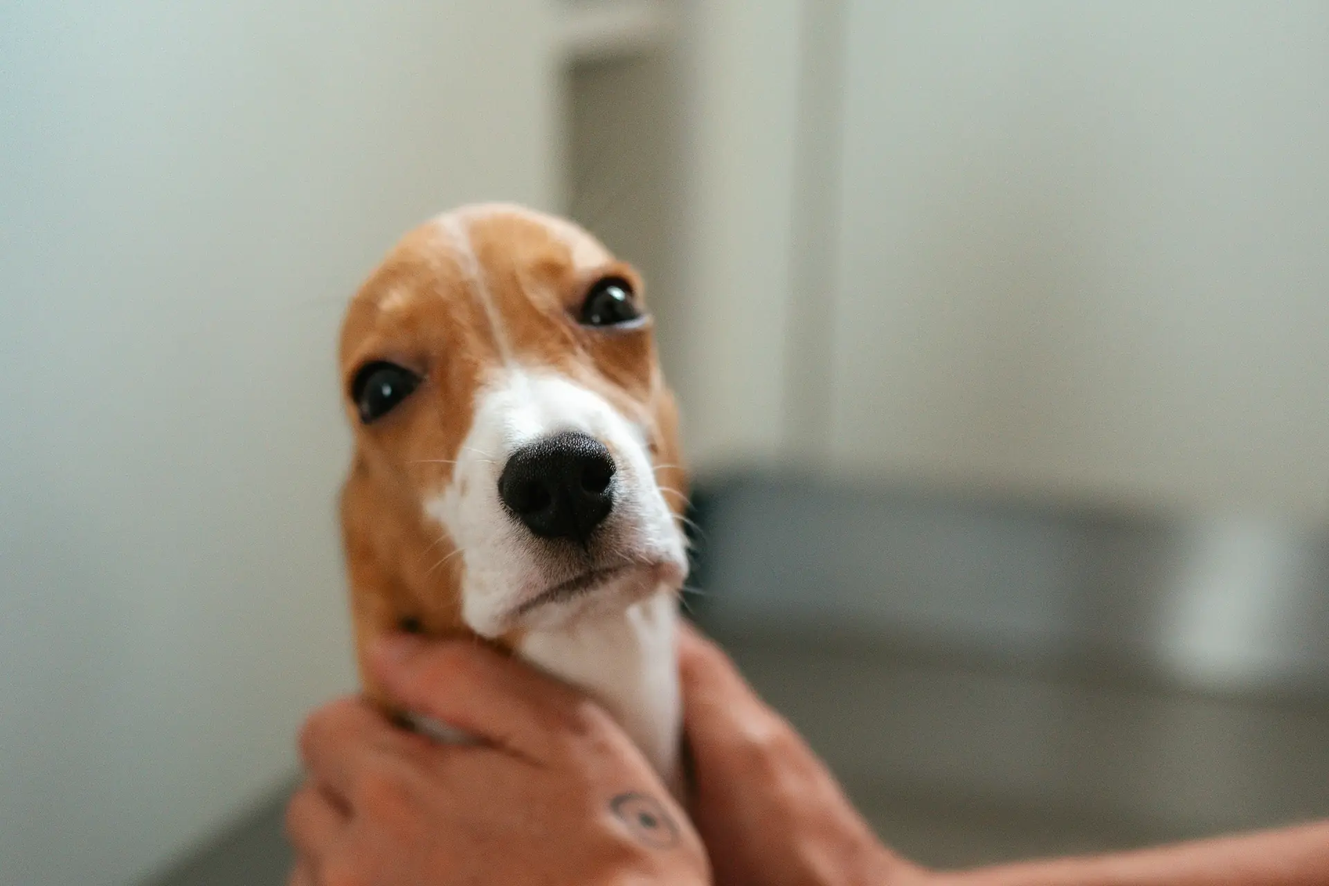 A vet holding a beagle puppy steady during a check-up