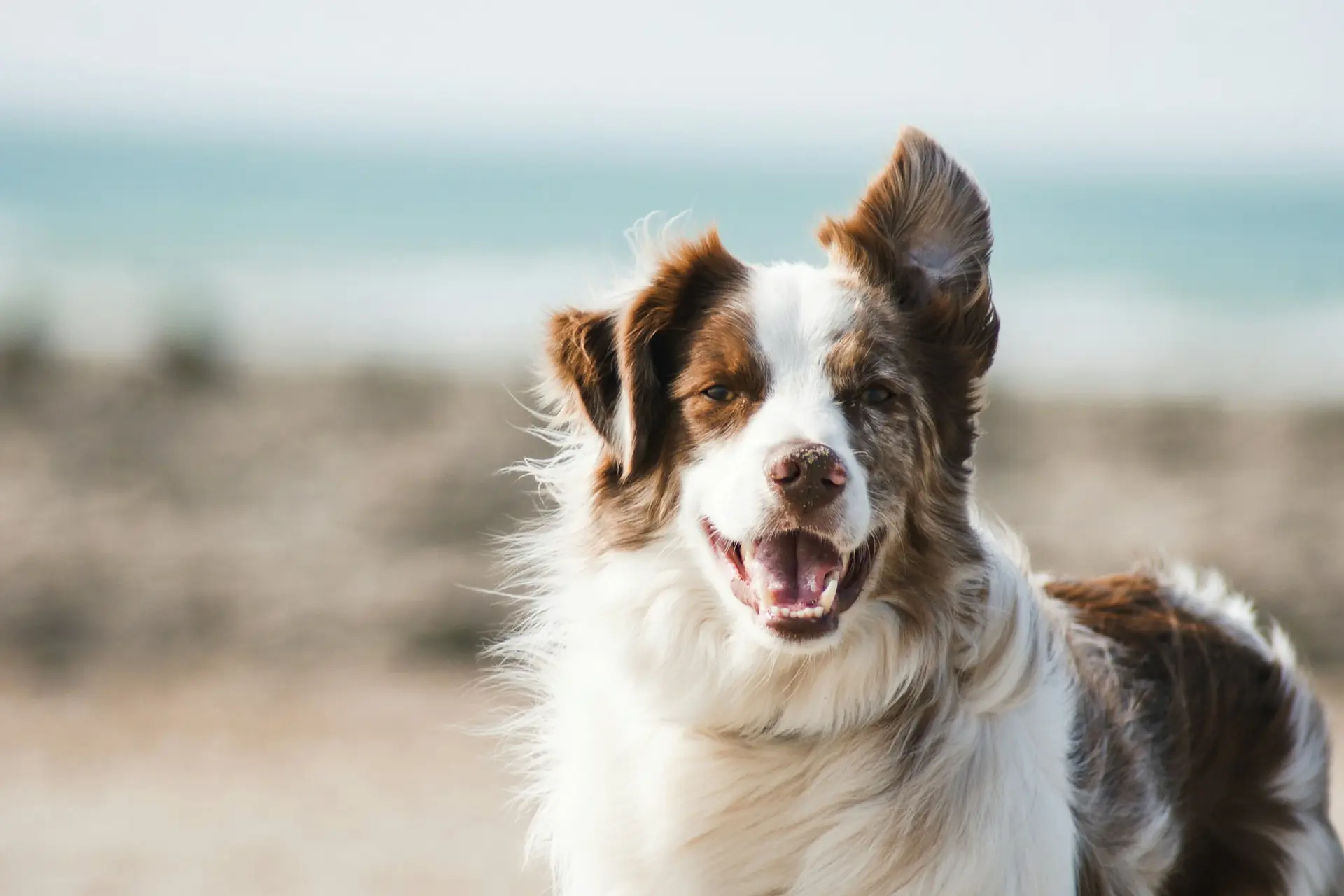 A well-groomed border collie outdoors after a full groom at PetsFirst Dubai