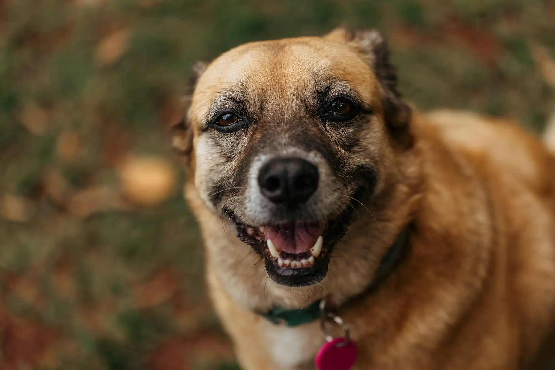 A smiling dog wearing a collar with an ID tag