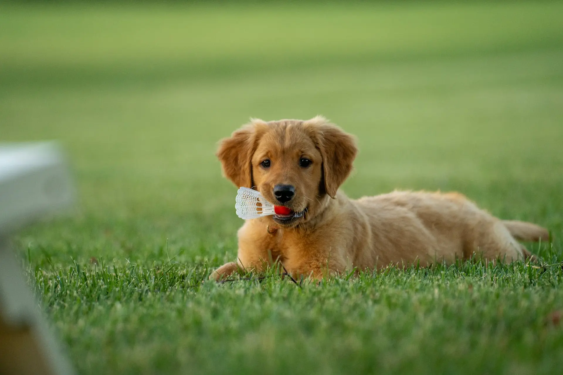 A calm golden retriever resting on grass after being neutered at PetsFirst Dubai
