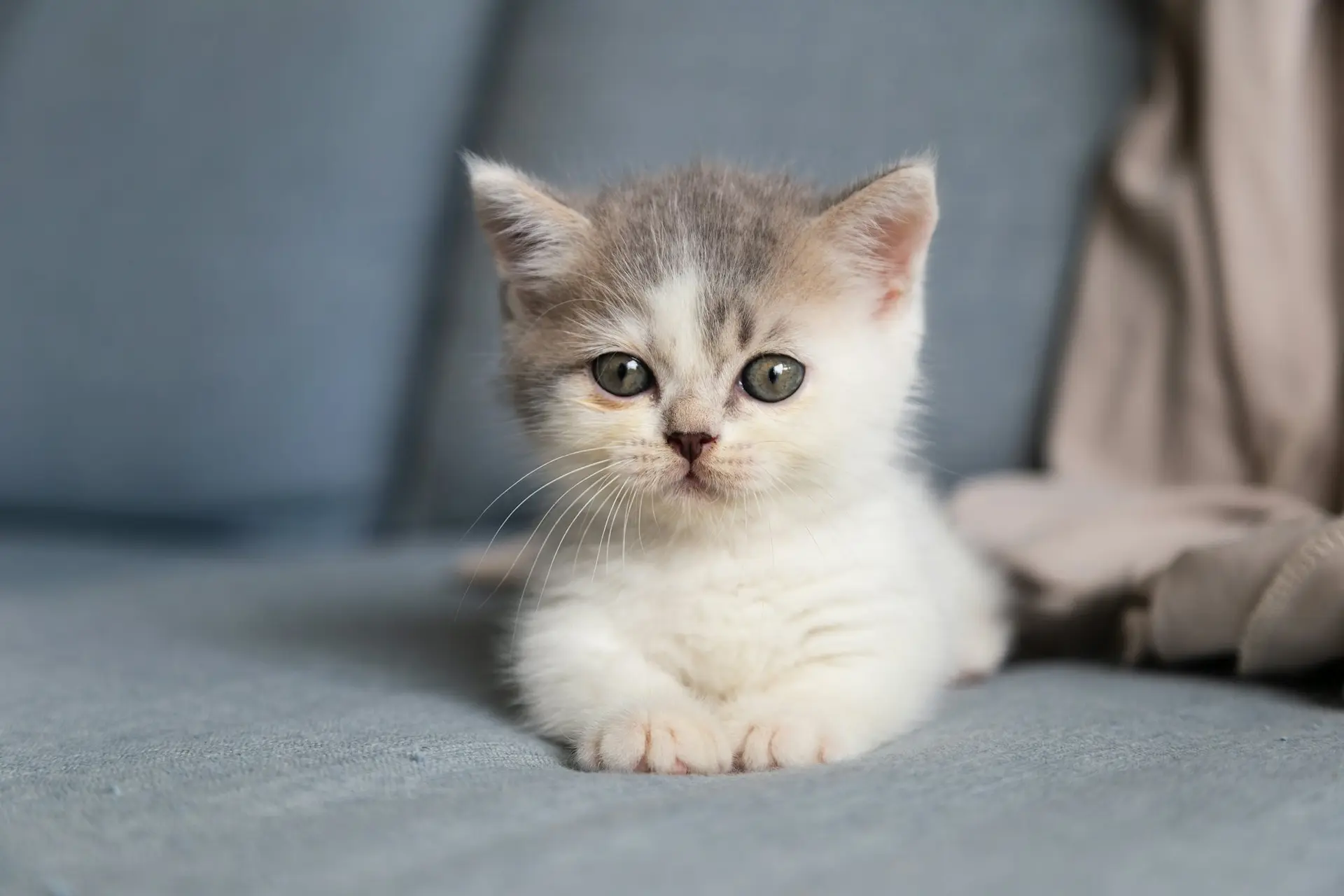 A young kitten resting calmly, ready for their first vaccination at PetsFirst Dubai