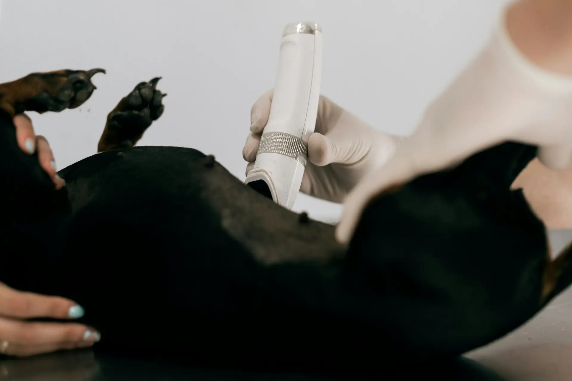 A vet scanning a dog's belly with an ultrasound probe on an examination table