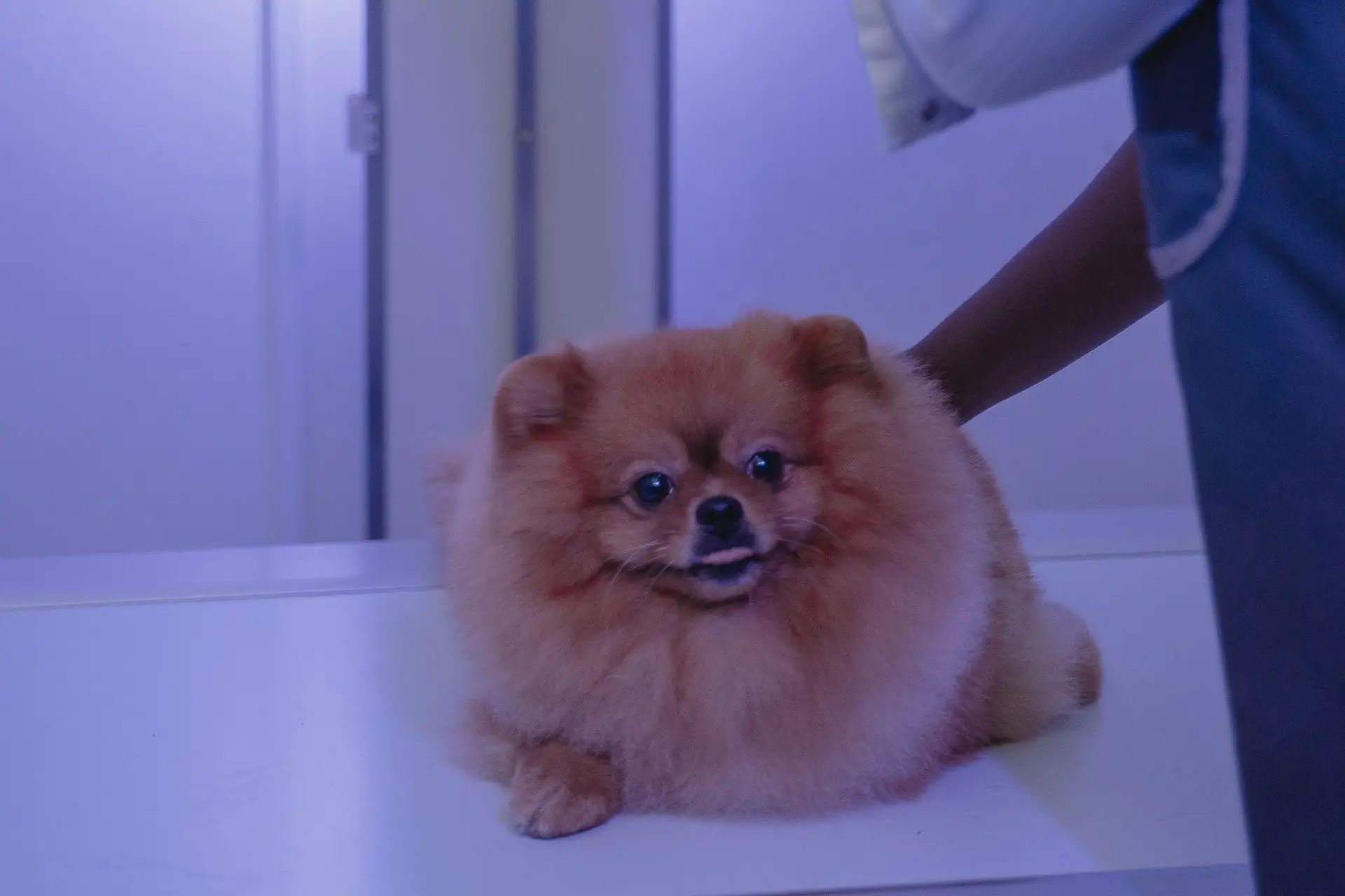A Pomeranian lying on an X-ray table while a vet positions the X-ray machine