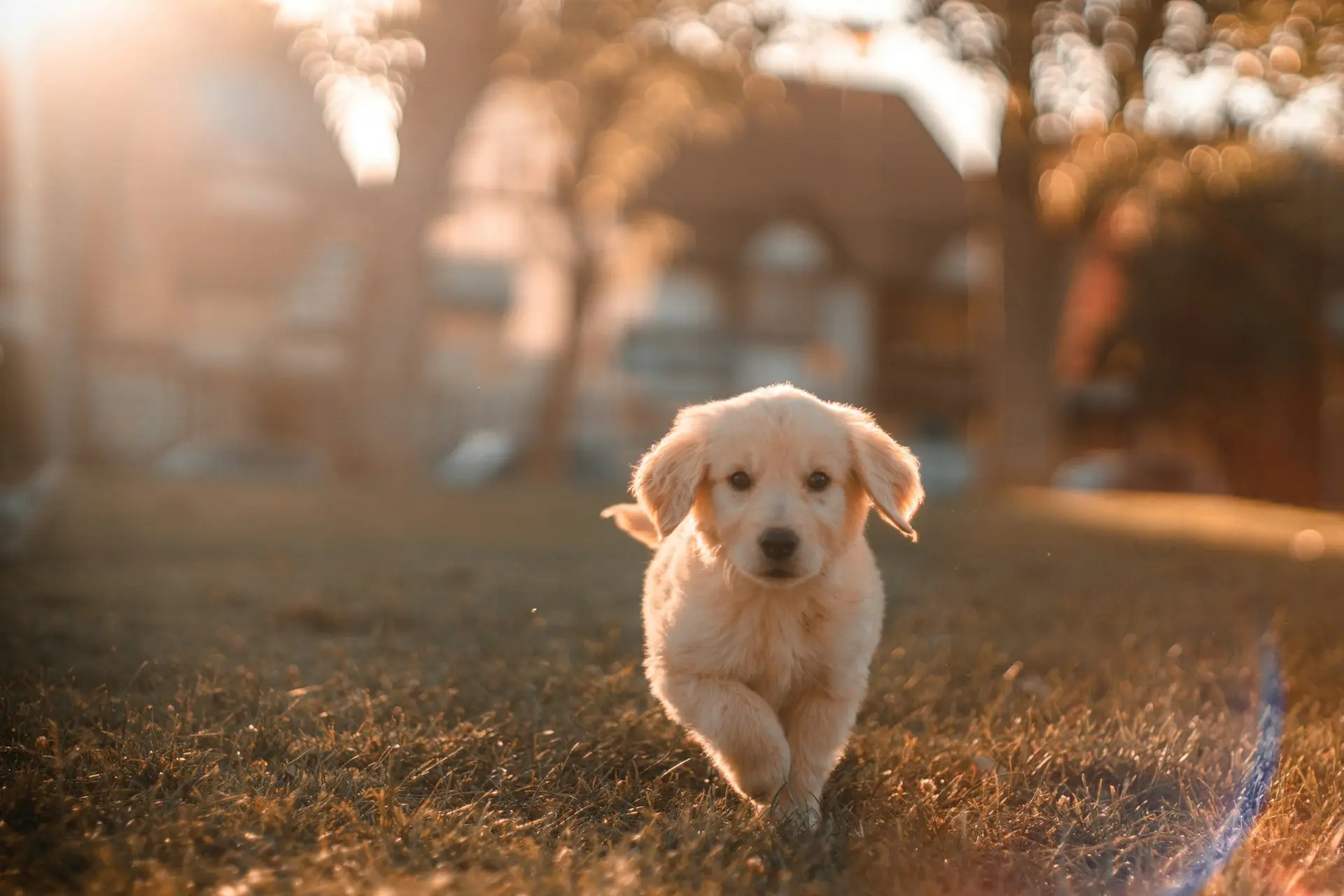 A golden retriever puppy running through warm evening light, healthy and fully vaccinated