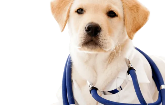 Consultation at PetsFirst Dubai
