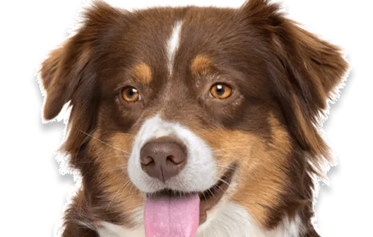 Dental care at PetsFirst Dubai
