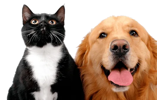 Deworming at PetsFirst Dubai