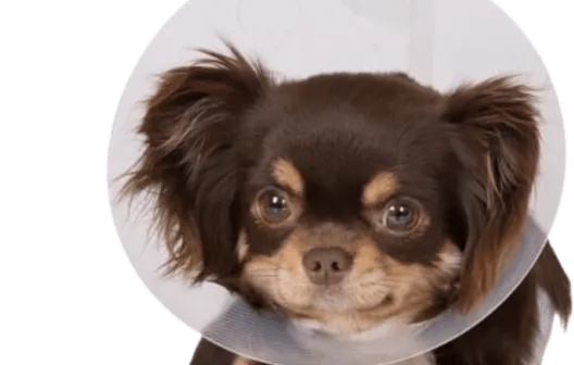 Neutering at PetsFirst Dubai