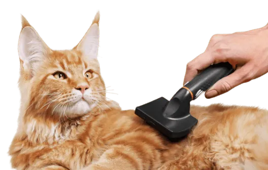 Pet grooming at PetsFirst Dubai