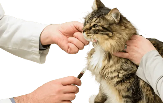 Vaccination at PetsFirst Dubai