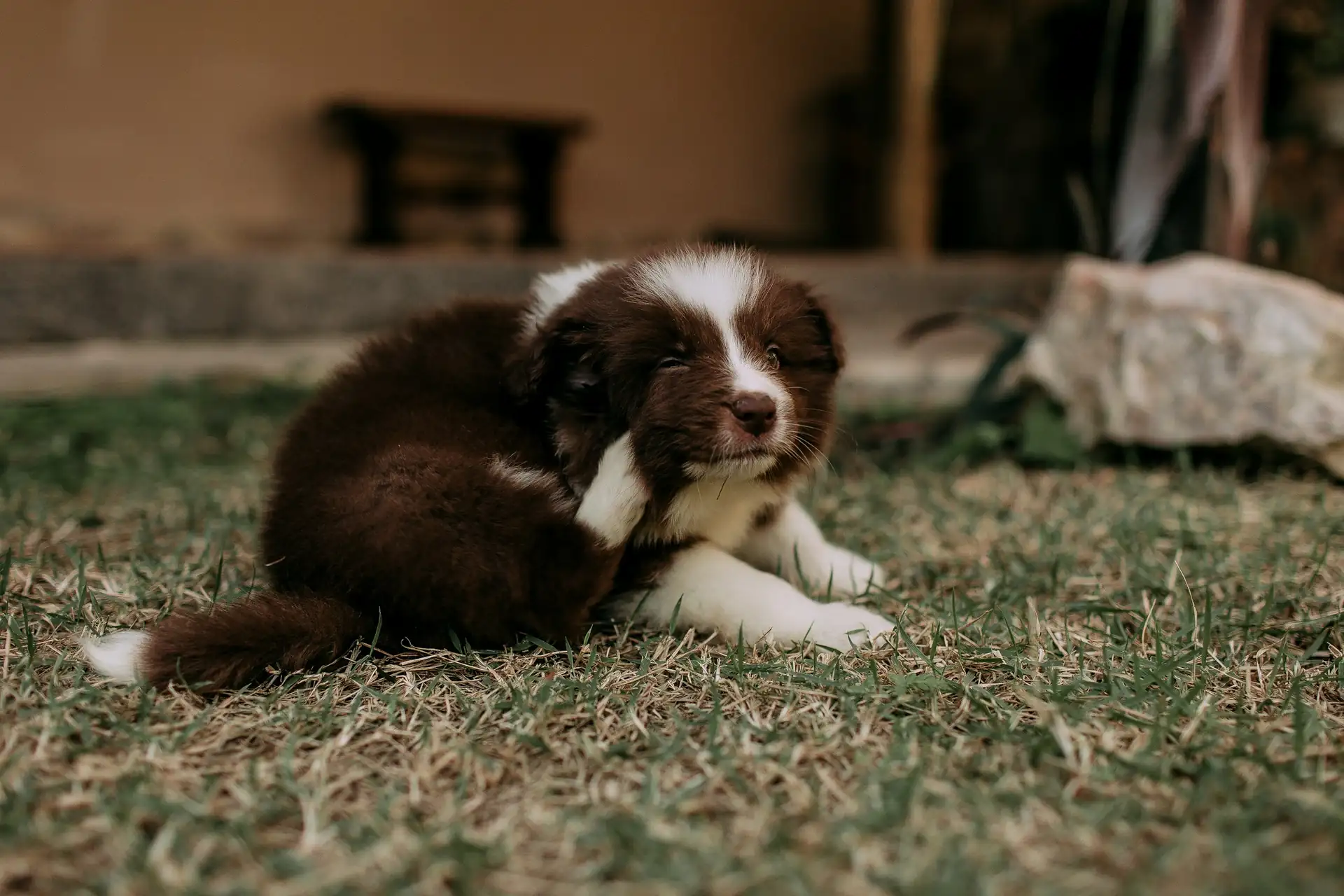 A brown and white puppy scratching its ear on the grass